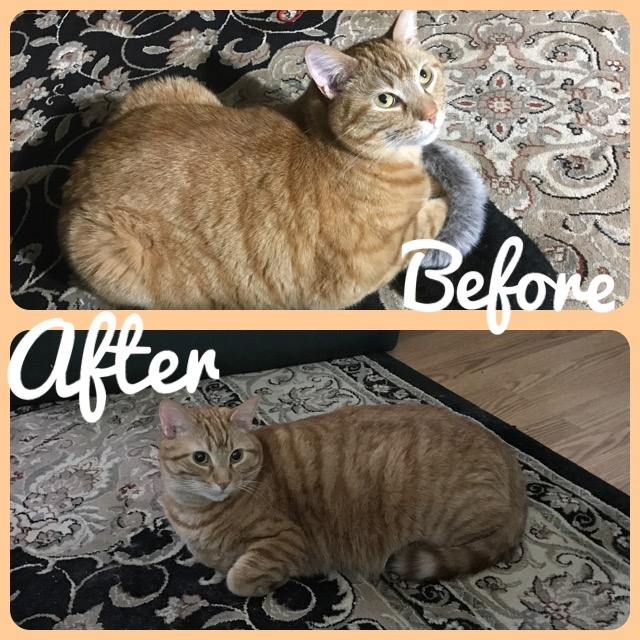 Before and after pictures of orange striped cat