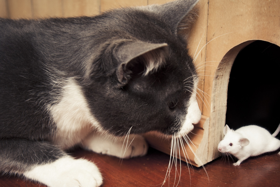 Cat watching a mouse