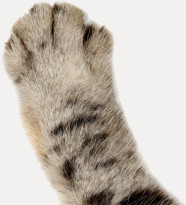 Cat paw