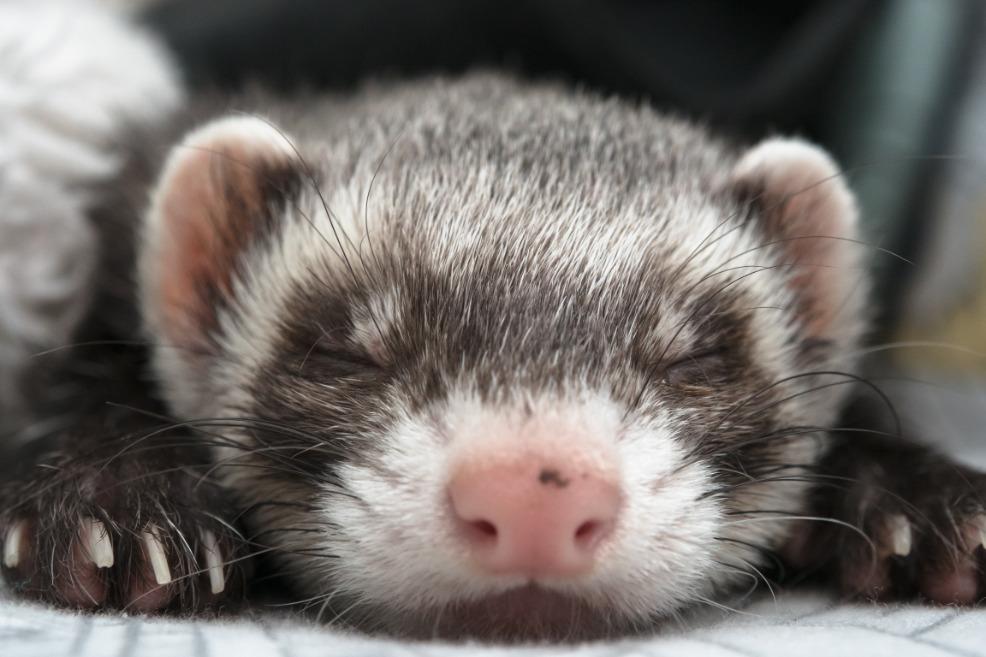 Sleeping ferret