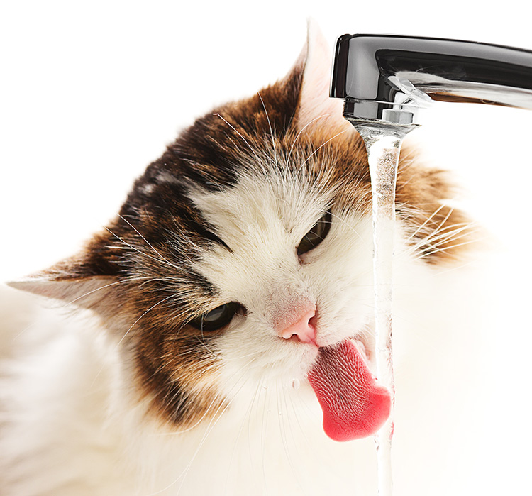 Cat drinking from faucet