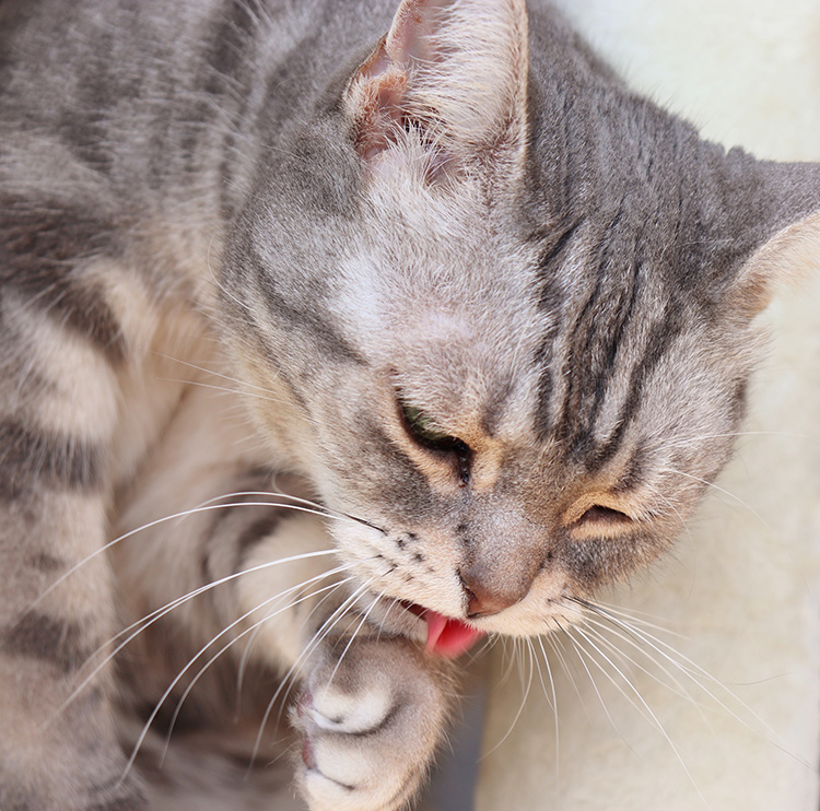 gray tabby cat