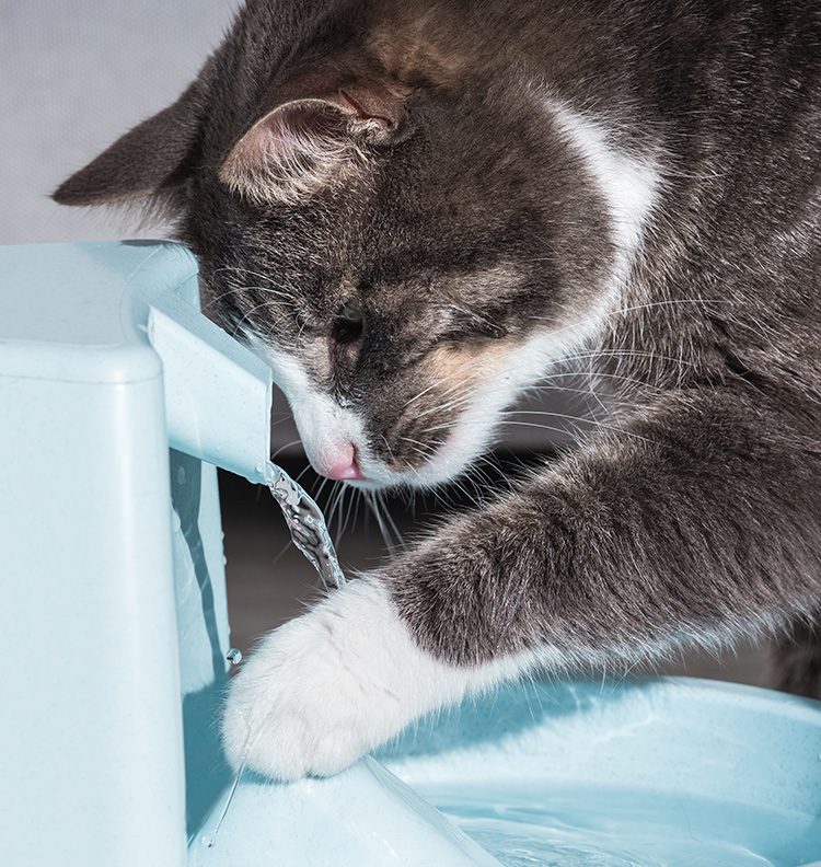 Your Pet s Drinking Water Young Again Pet Food