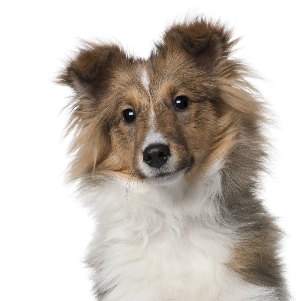 sheltie collie