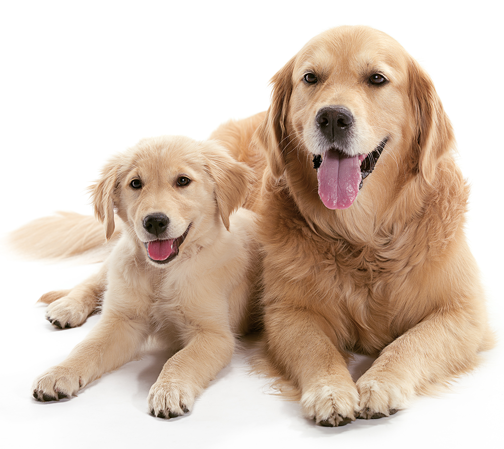 pair of golden retrievers